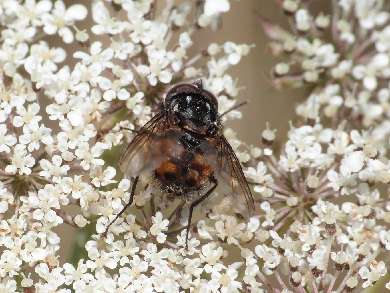 Tachinidae? No. Muscidae: maschio di Graphomya maculata